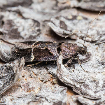 Image of Pseudochelaria manzanitae Keifer 1930