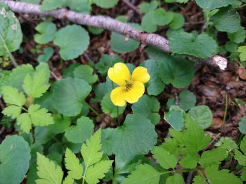 Image of Viola magellanica Forst. fil.