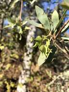 Image de Terminalia supranitifolia N. B. Byrnes