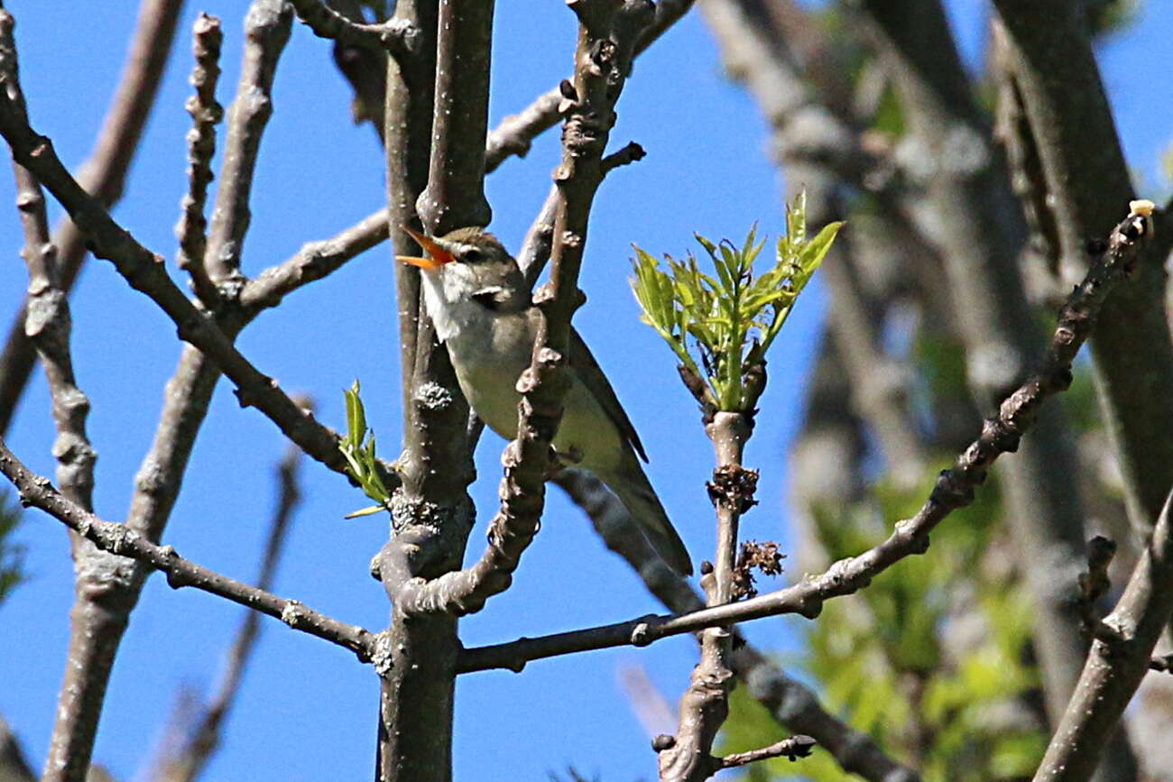 Image of Blyth's Reed Warbler