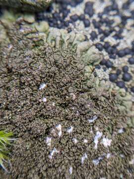 Image of neofuscelia lichen