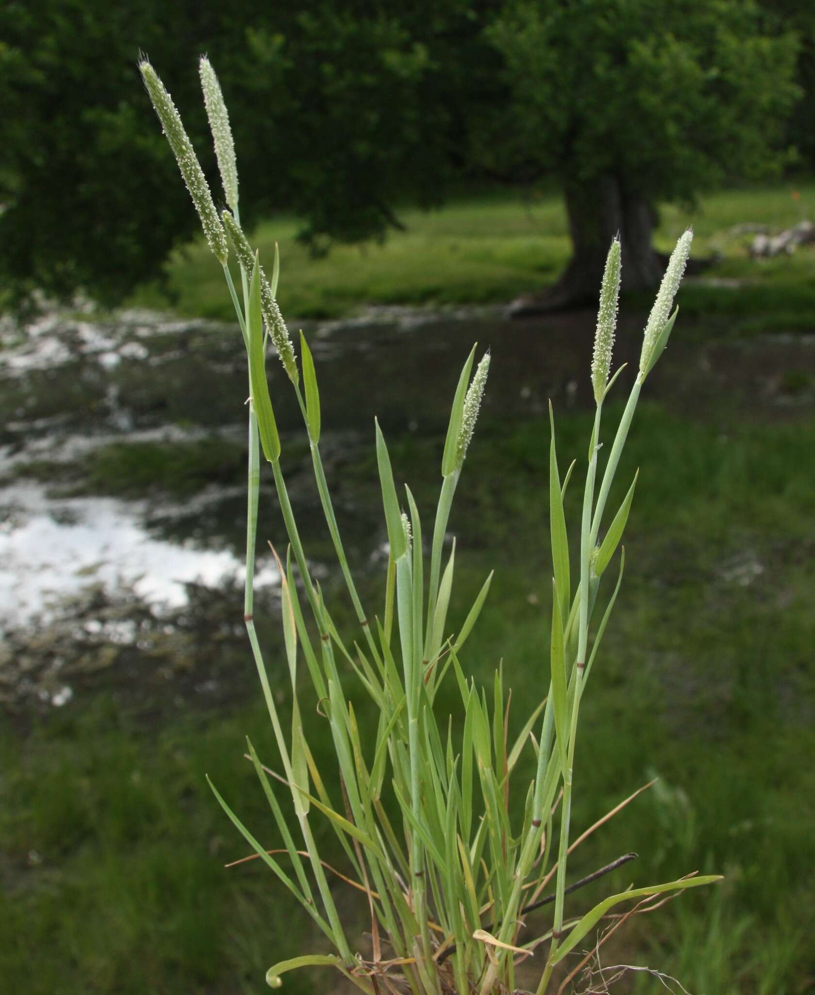 Image of Carolina foxtail