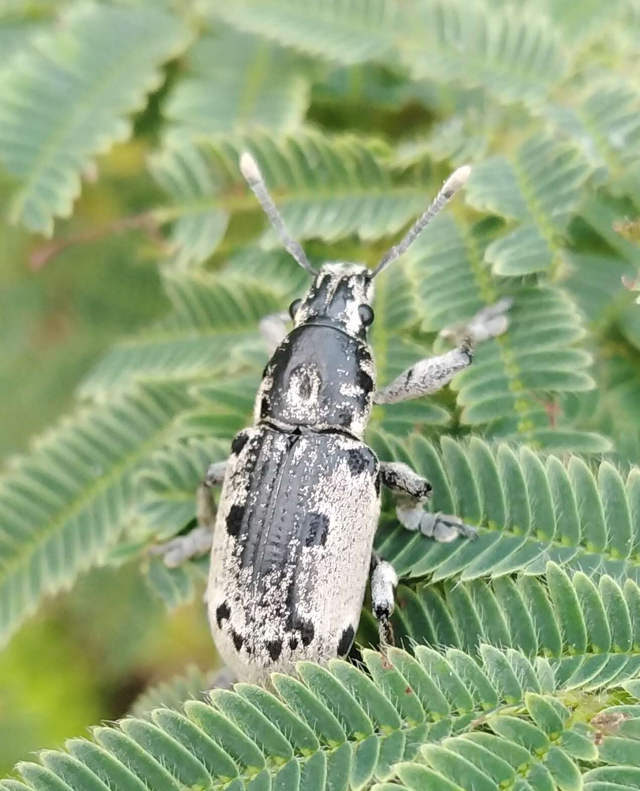 Image de Ericydeus duodecimpunctatus Champion 1911