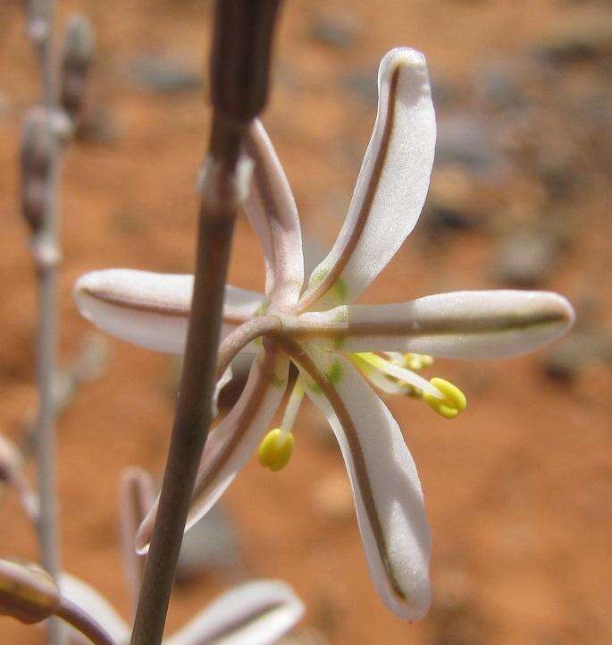 Image of Trachyandra jacquiniana (Schult. & Schult. fil.) Oberm.