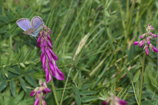 Plancia ëd Hedysarum hedysaroides (L.) Schinz & Thell.