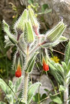 Image of Onosma frutescens Lam.