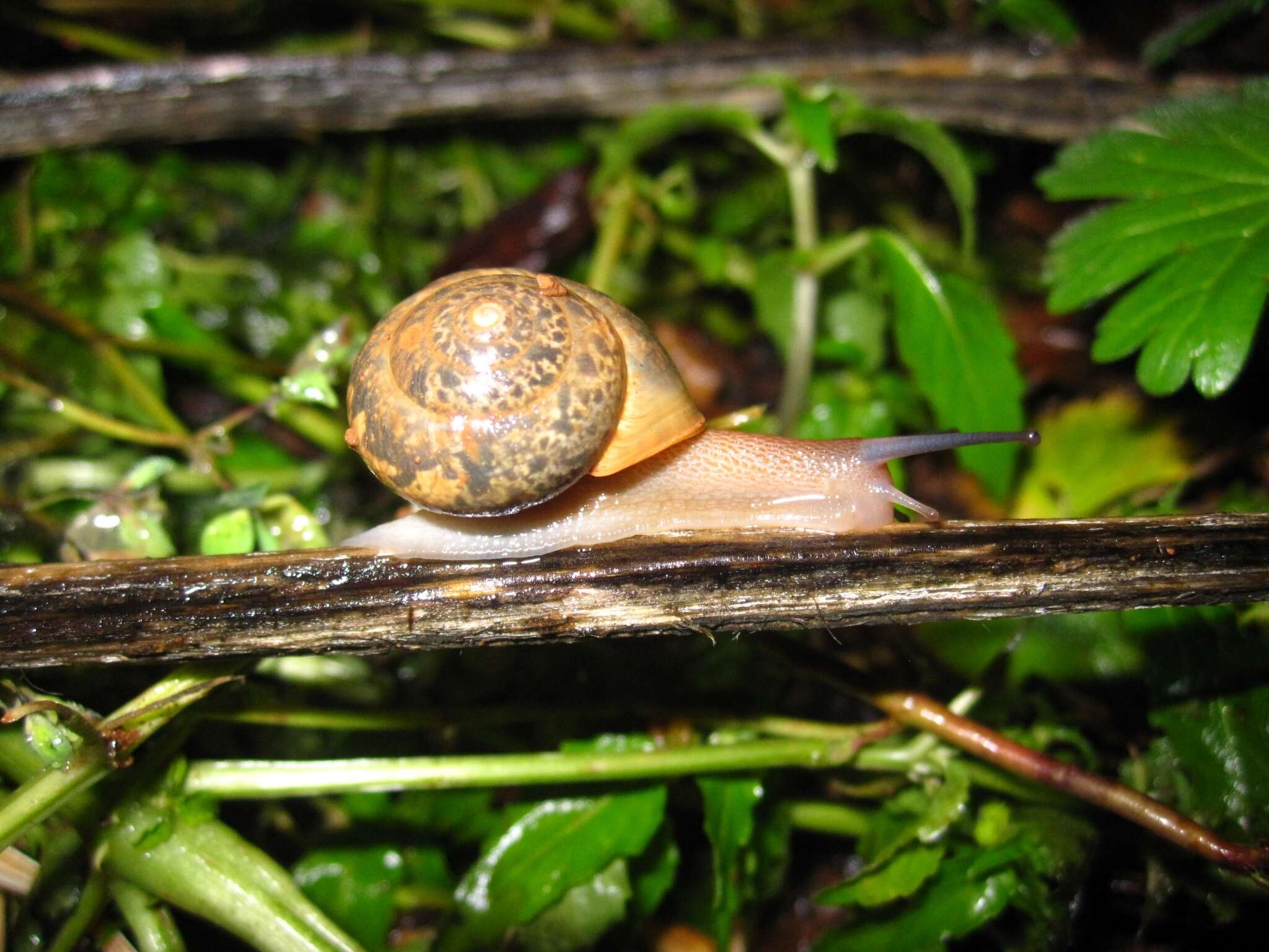 Image of Metafruticicola berytensis (L. Pfeiffer 1841)