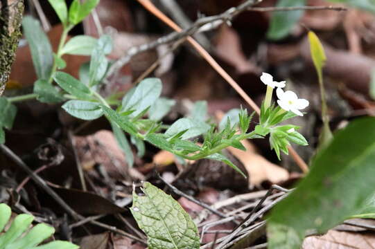 Sivun Lithospermum calcicola Robinson kuva