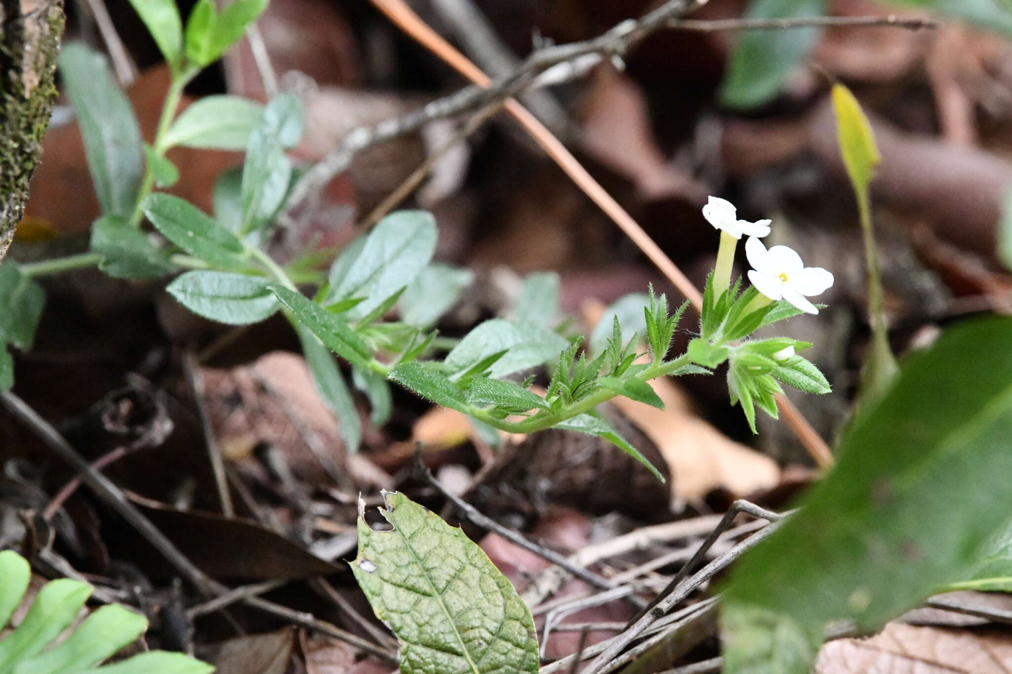 Image de Lithospermum calcicola Robinson