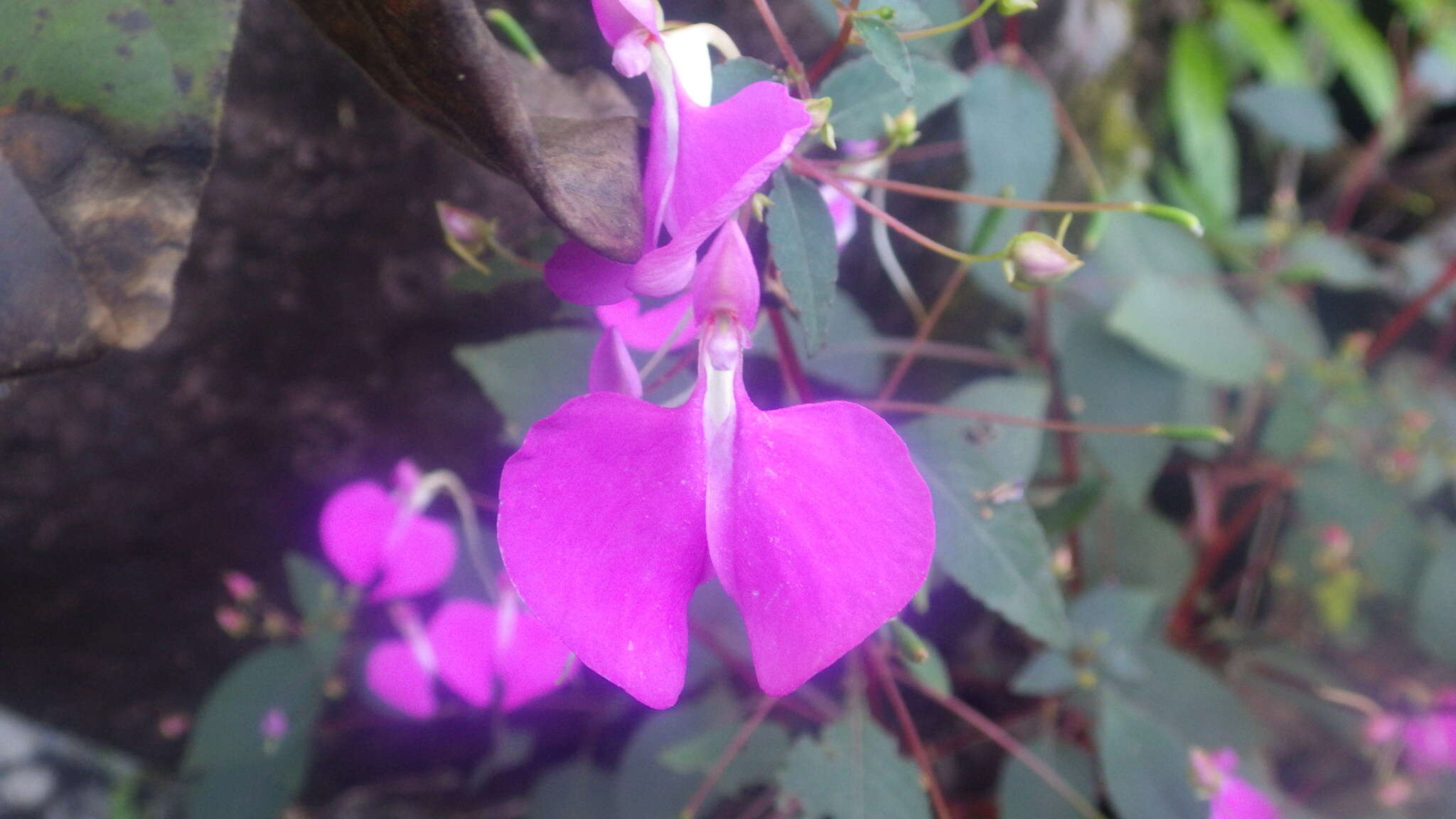 Impatiens bardotiae Eb. Fisch. & Raheliv. resmi