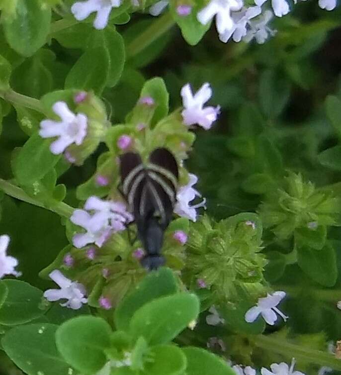 Image of Black Onion Fly