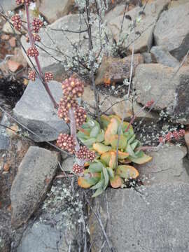 Image of Redleaf crassula