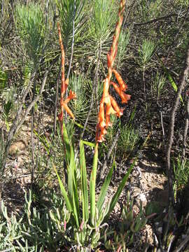 Imagem de Watsonia aletroides (Burm. fil.) Ker Gawl.