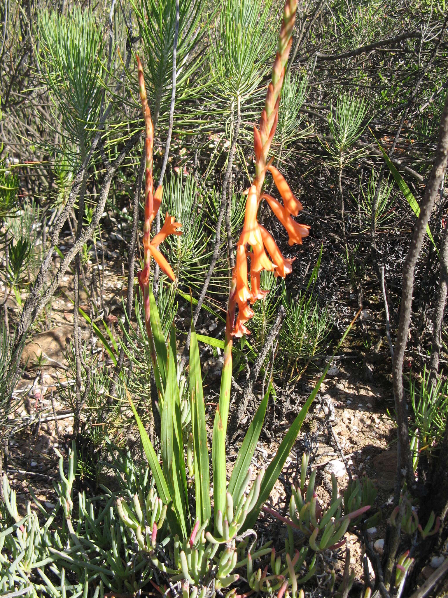 Слика од Watsonia aletroides (Burm. fil.) Ker Gawl.