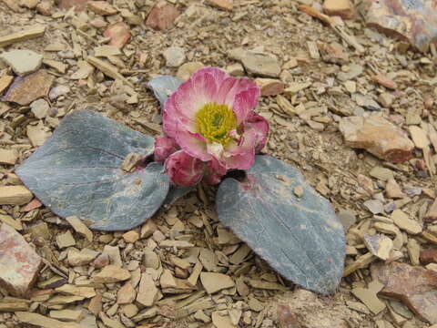 Слика од <i>Ranunculus cabrerensis</i>