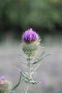 Слика од Cirsium ciliatum (Murray) Moench