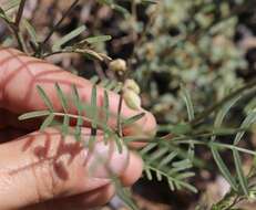 Imagem de Astragalus gracilis Nutt.