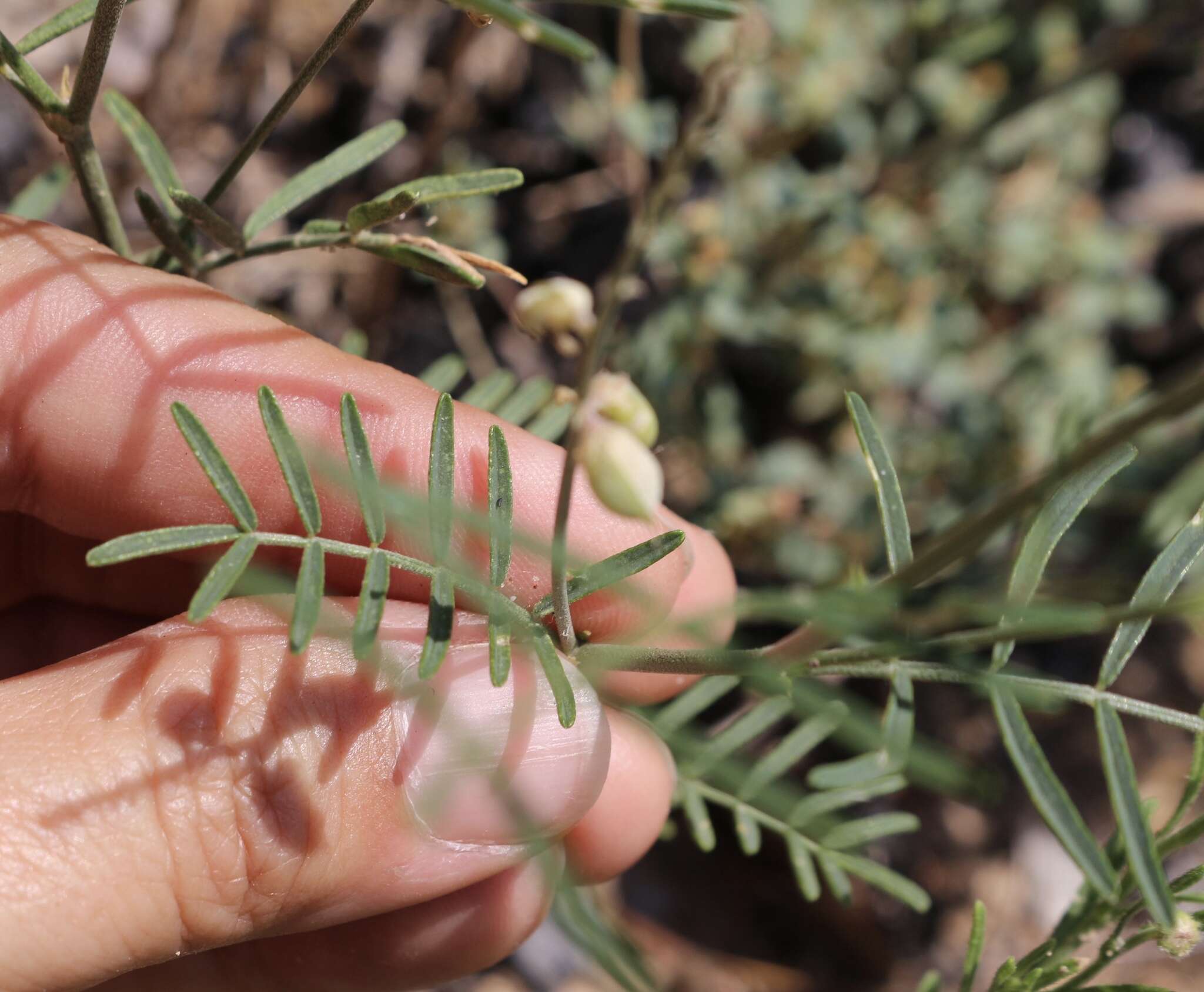 Sivun Astragalus gracilis Nutt. kuva