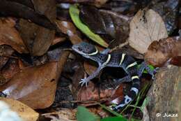 Image of Hainan Cave Gecko