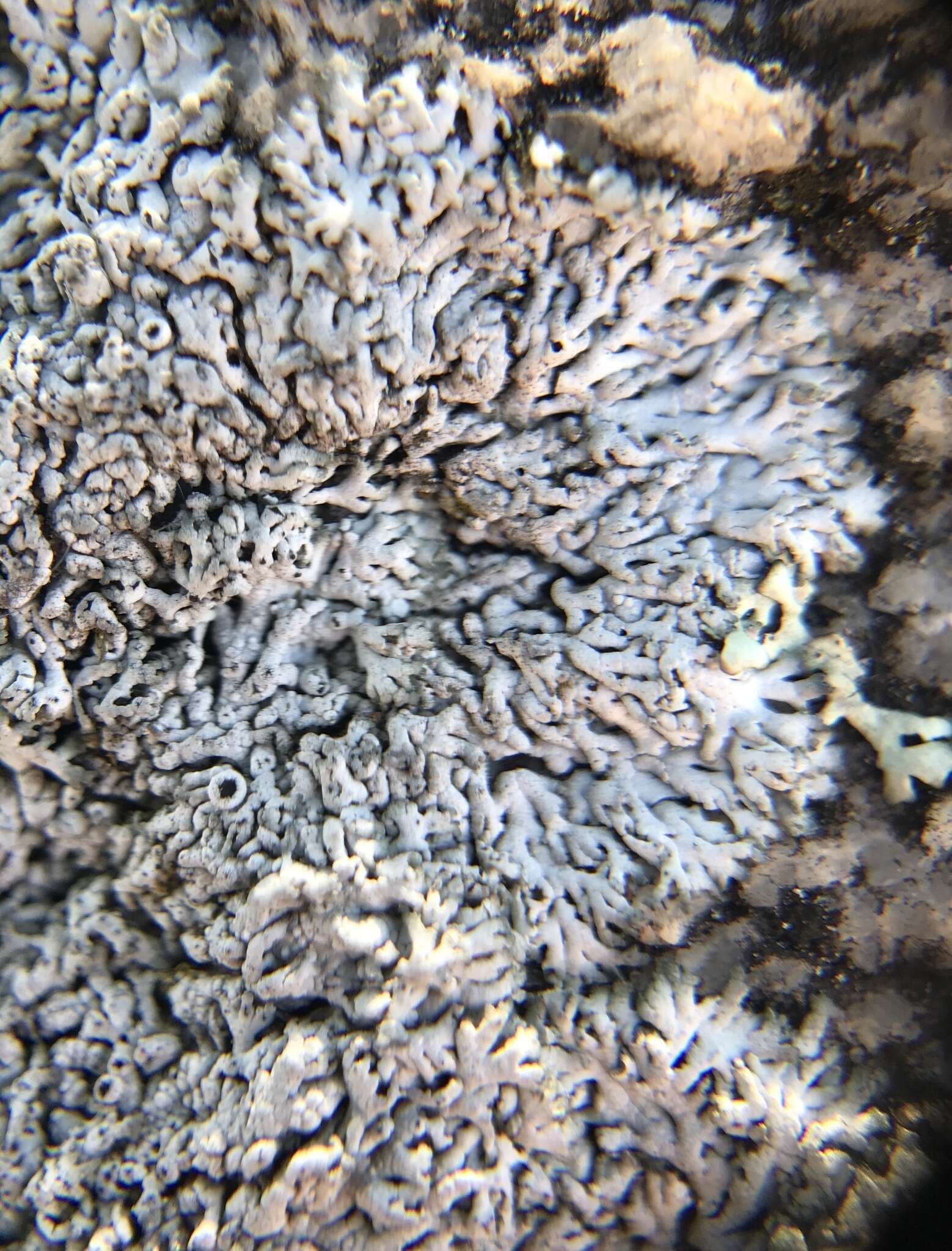 Image of Hale's rosette lichen