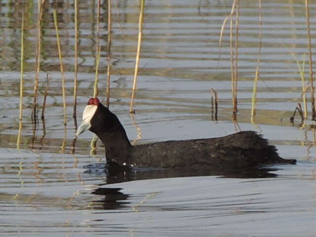 Imagem de Fulica cristata Gmelin & JF 1789