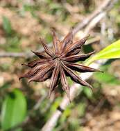 Image de Illicium parviflorum Michx.