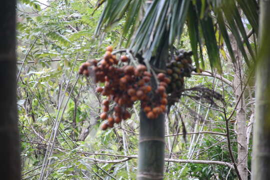 Image of betel palm