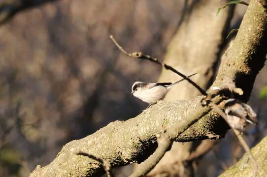 Aegithalos caudatus trivirgatus (Temminck & Schlegel 1848)的圖片