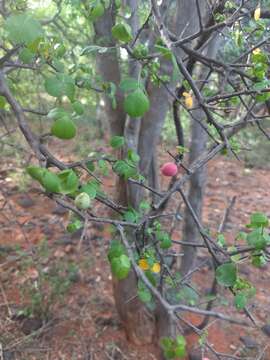 Imagem de Commiphora berryi (Arn.) Engl.