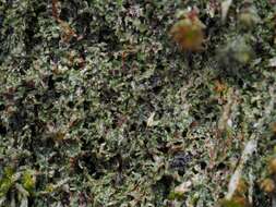 Image of chromatochlamys lichen