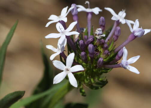 Image de Pentanisia angustifolia (Hochst.) Hochst.