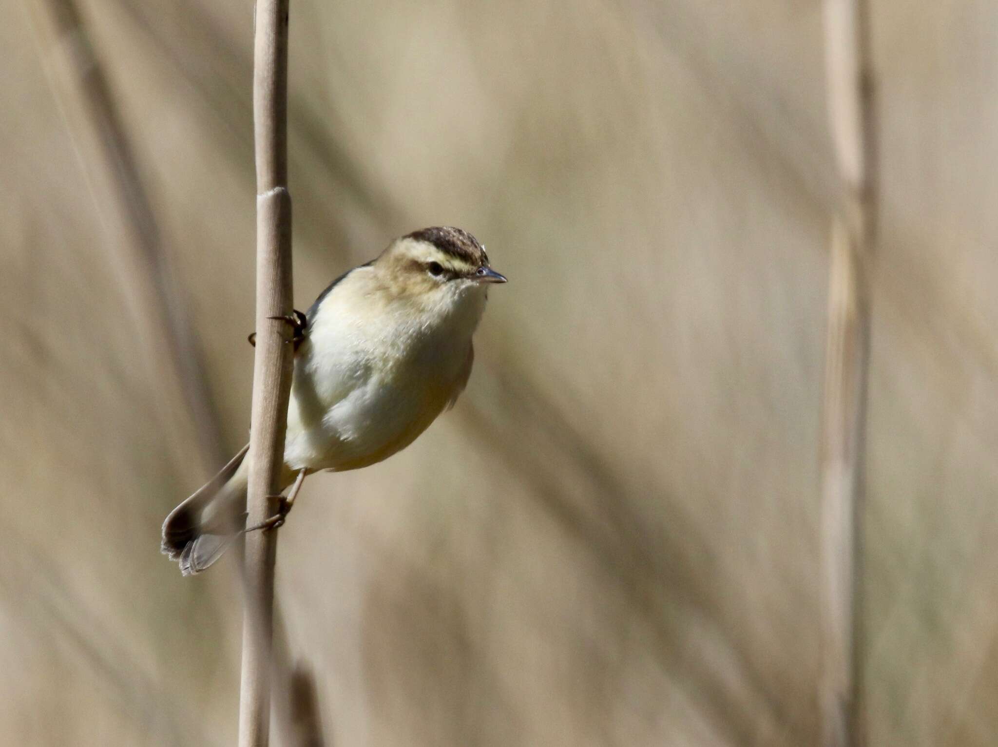 Image of Sedge Warbler