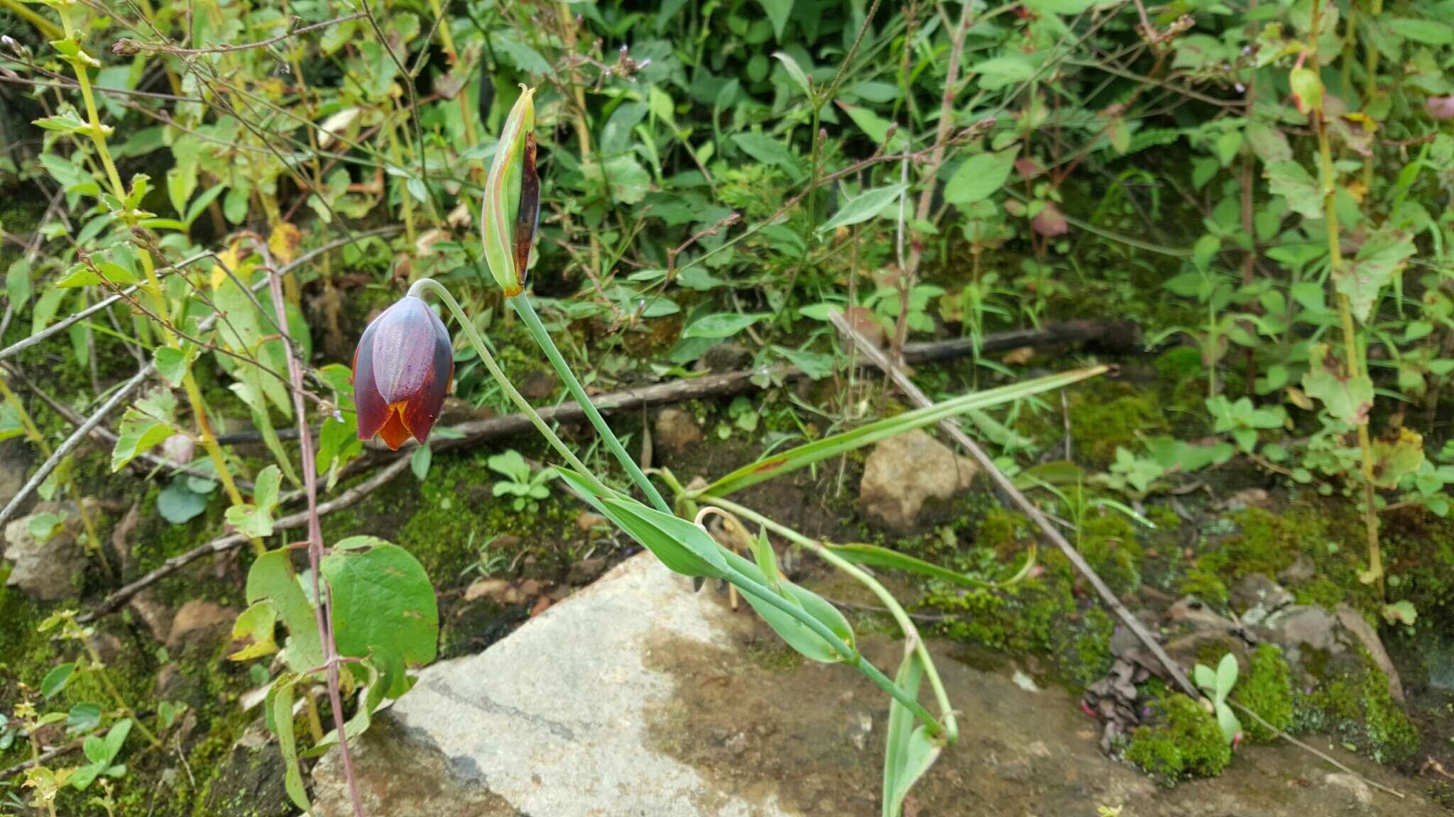 Calochortus purpureus (Kunth) Baker resmi