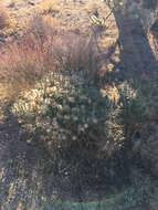 Image of branched pencil cholla