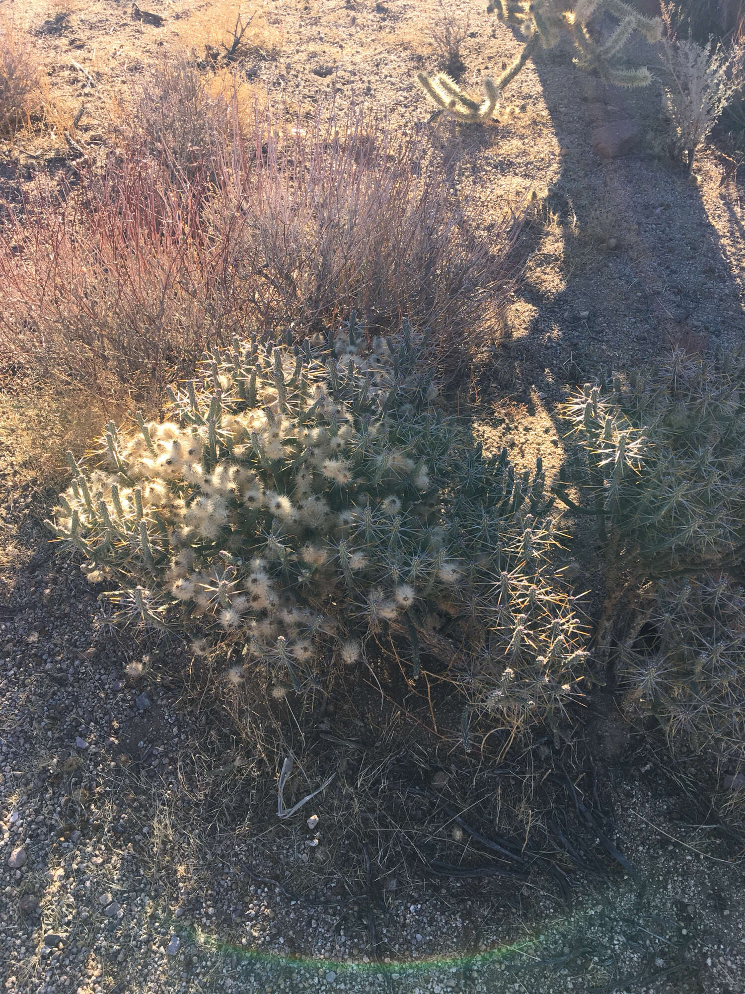 Imagem de Cylindropuntia ramosissima (Engelm.) F. M. Knuth