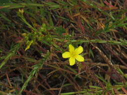 Plancia ëd Linum africanum L.