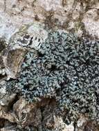 Image of wreath lichen