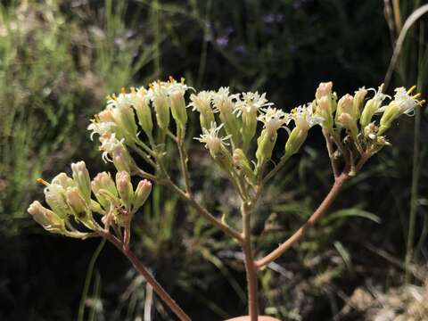 Image of desert Indianbush