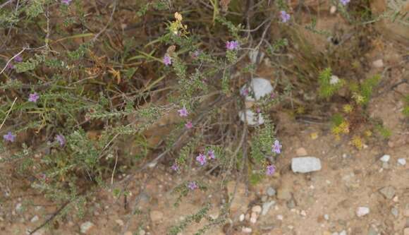 Image of Lobostemon echioides Lehm.