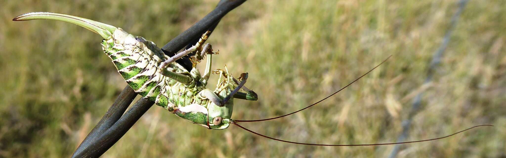 Image of Two-lined Shieldback