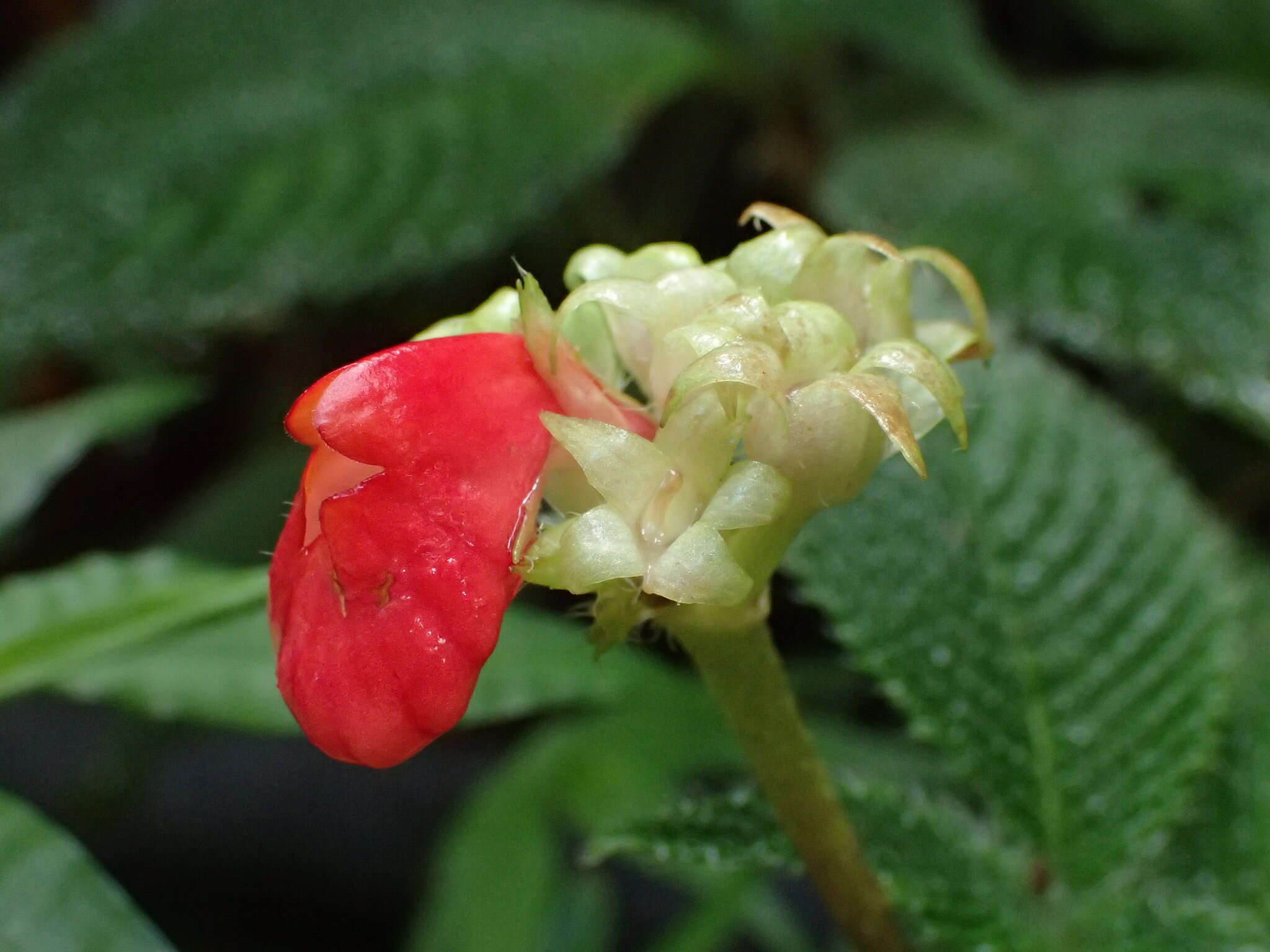 Imagem de Gasteranthus quitensis Benth.