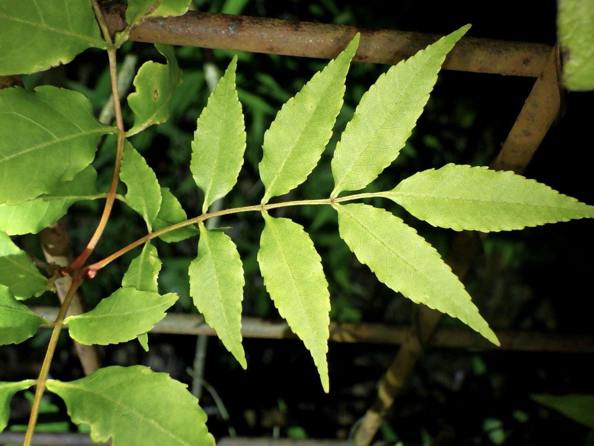 Image of Fraxinus lanuginosa Koidz.