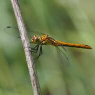 Image of Ruddy Darter