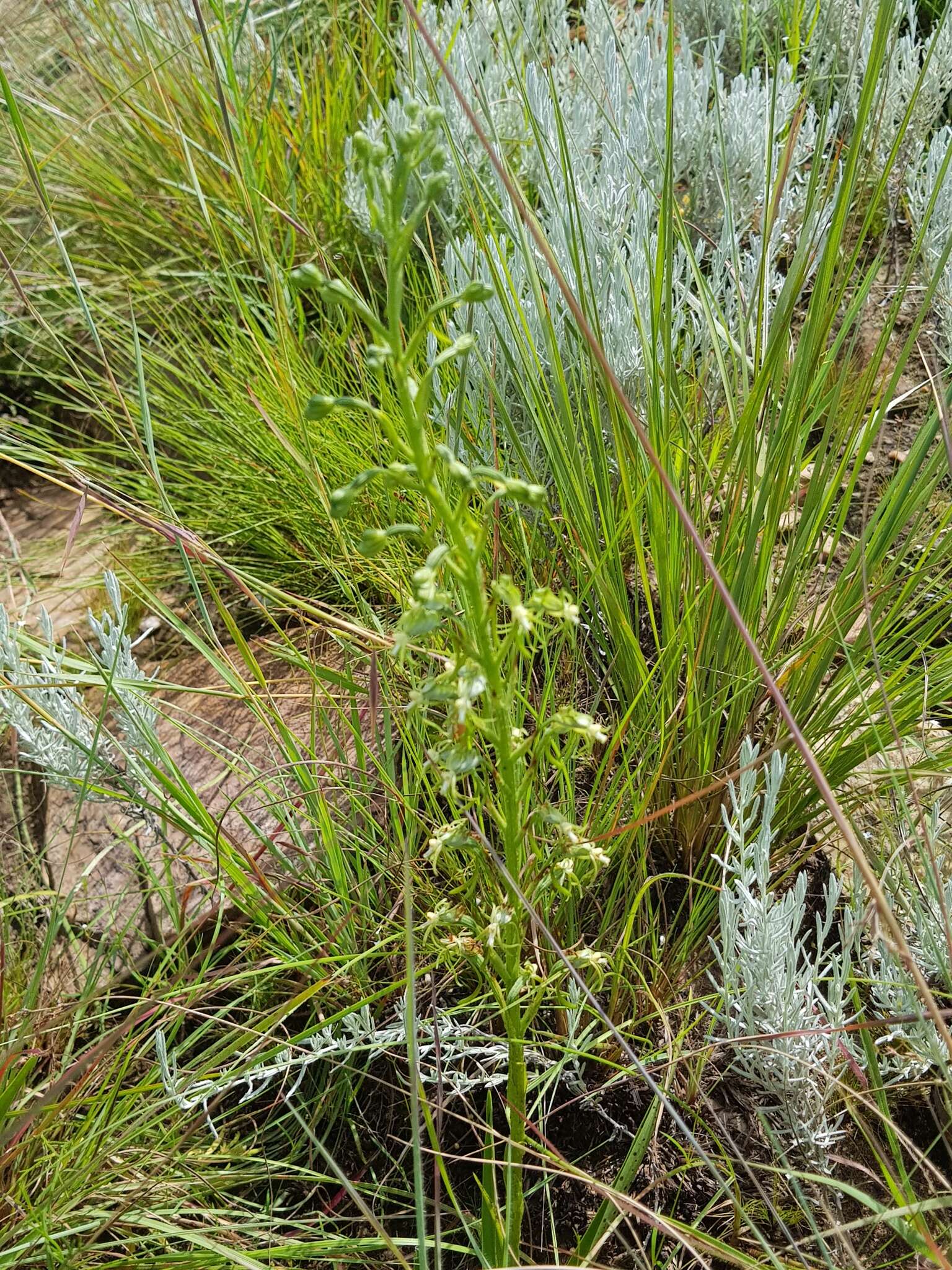 Image of Habenaria galpinii Bolus