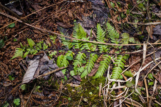 Image of log fern