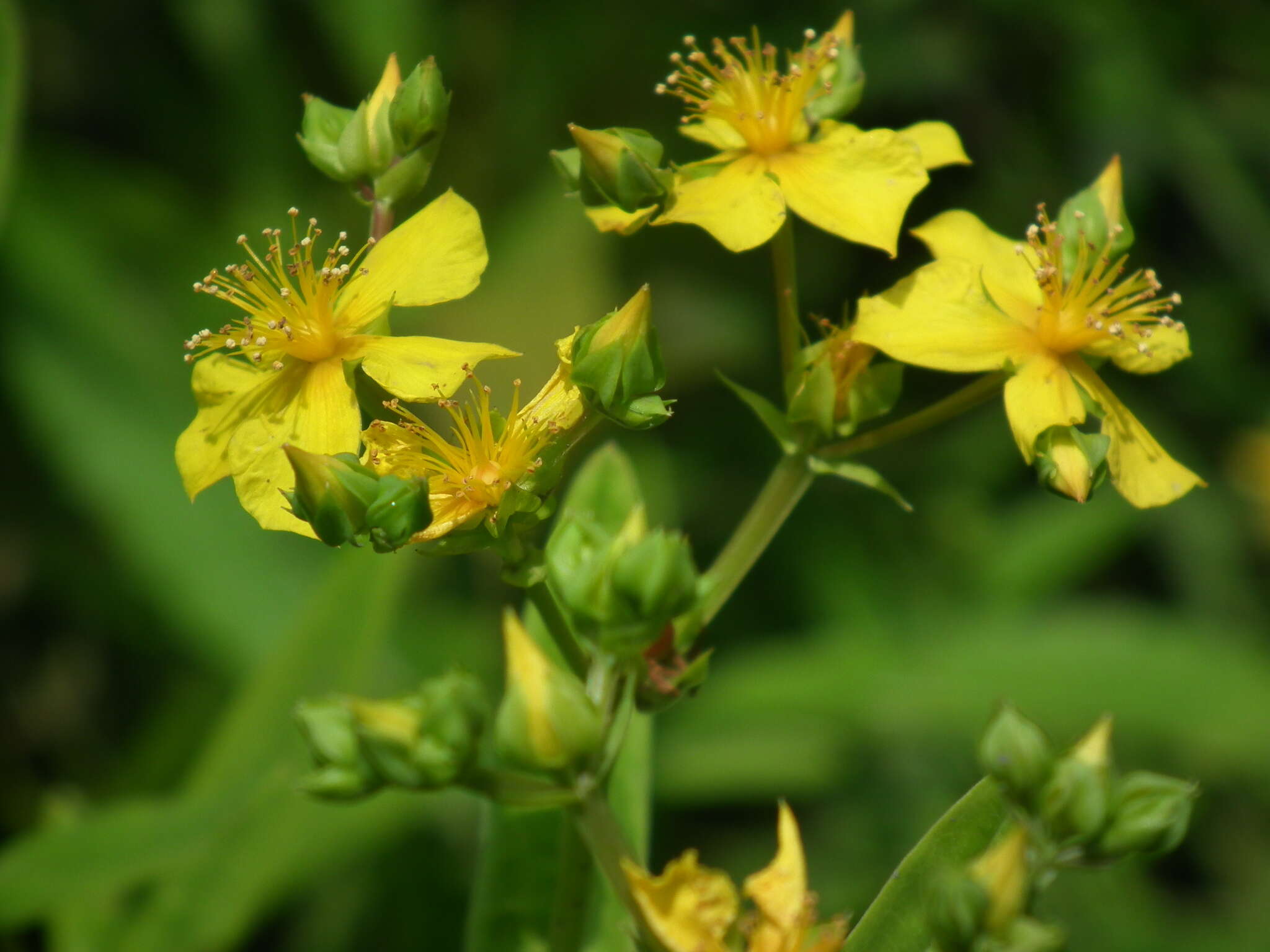 Image of Round-Seed St. John's-Wort