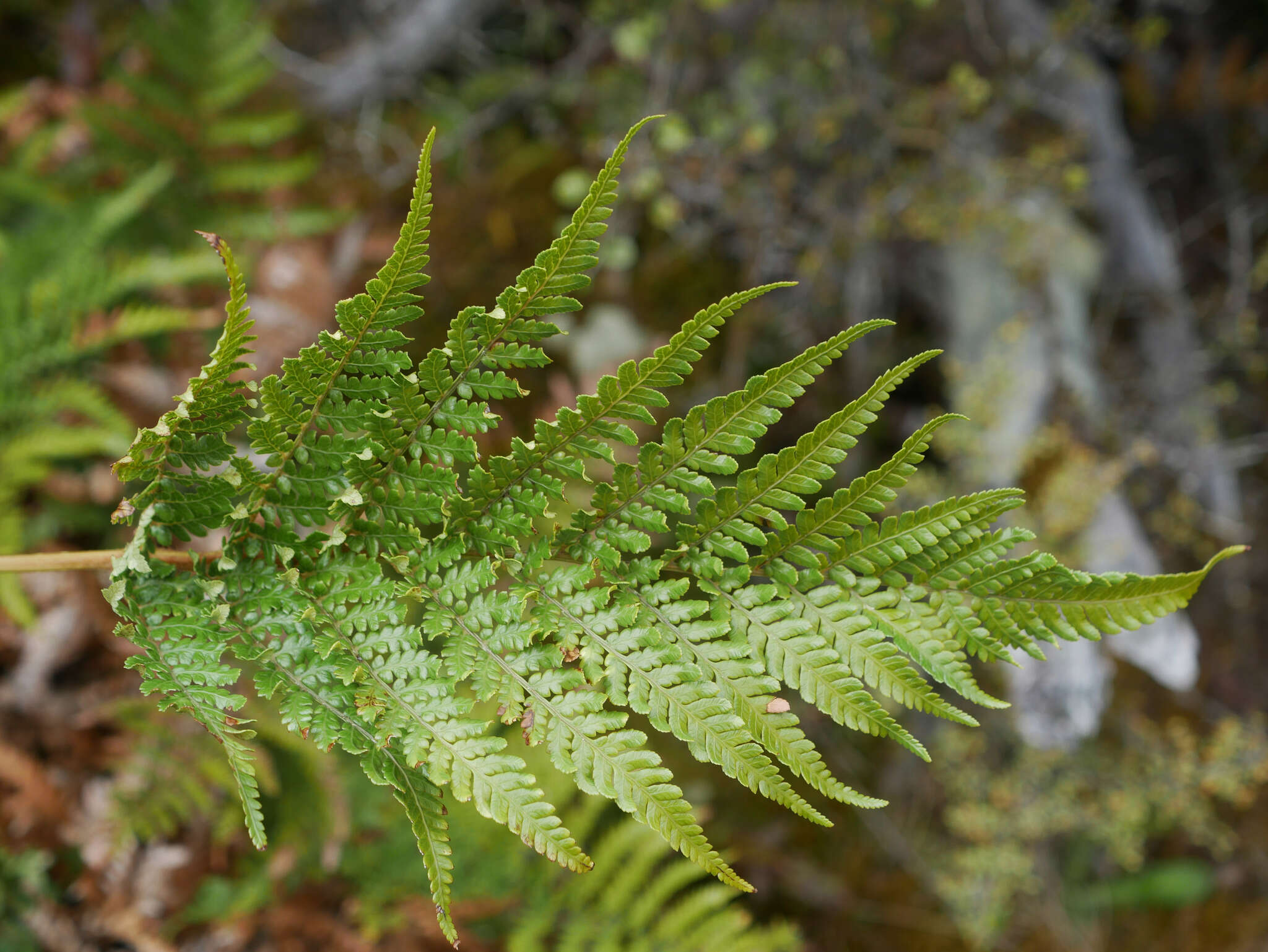 Image of Dicksonia lanata Col.