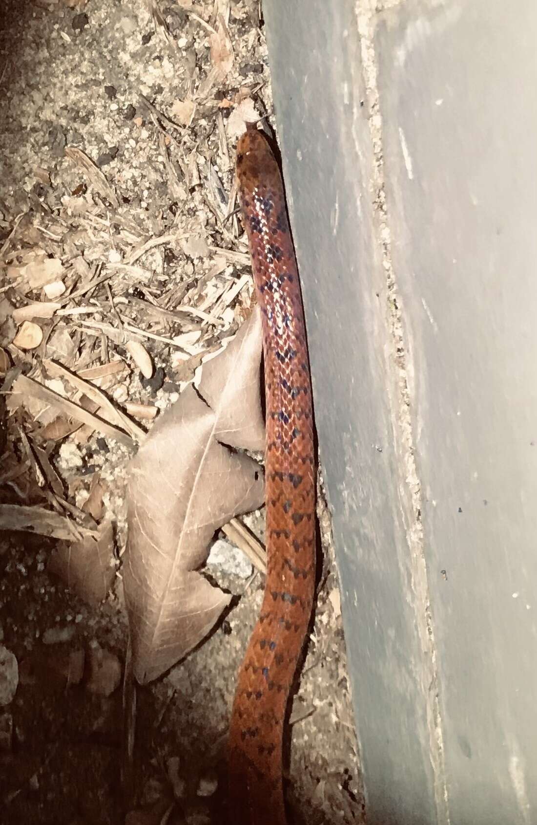 Image of Spotted Ground Snake