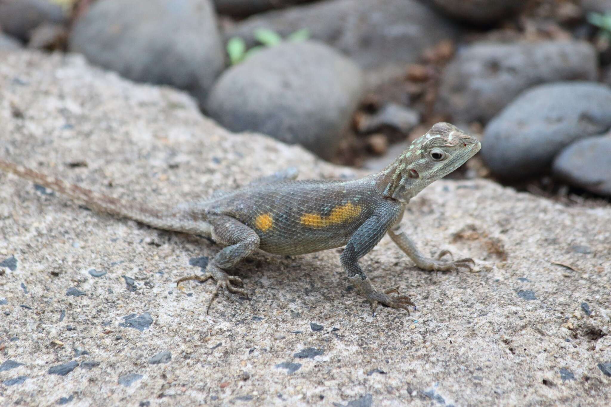 Image of Agama lebretoni Wagner, Barej & Schmitz 2009