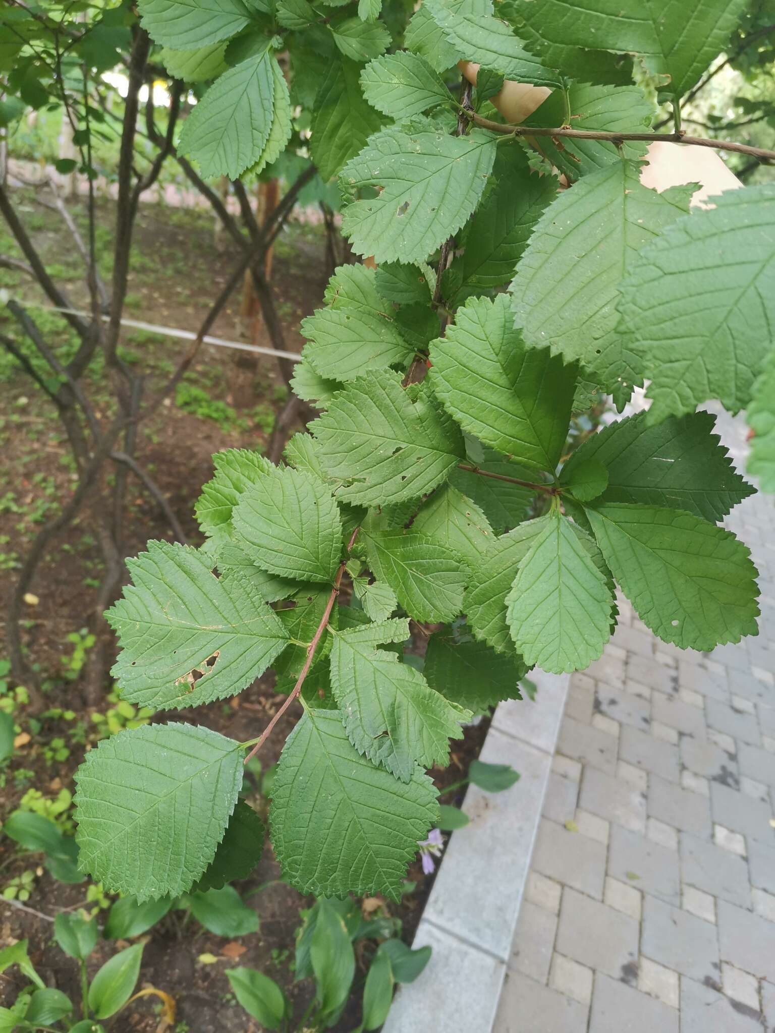 Sivun Prunus triloba Lindl. kuva